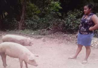Nicaragua pigs resized 2