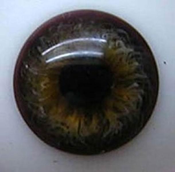 24mm Half Round Real Life Glass Eyes - Dark Brown