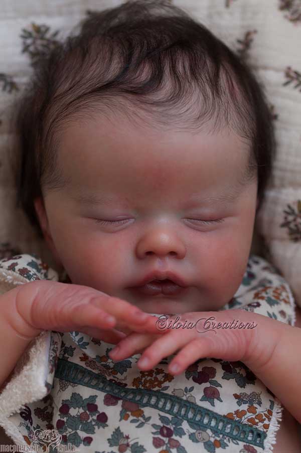 Primrose asleep by Laura Lee Eagles