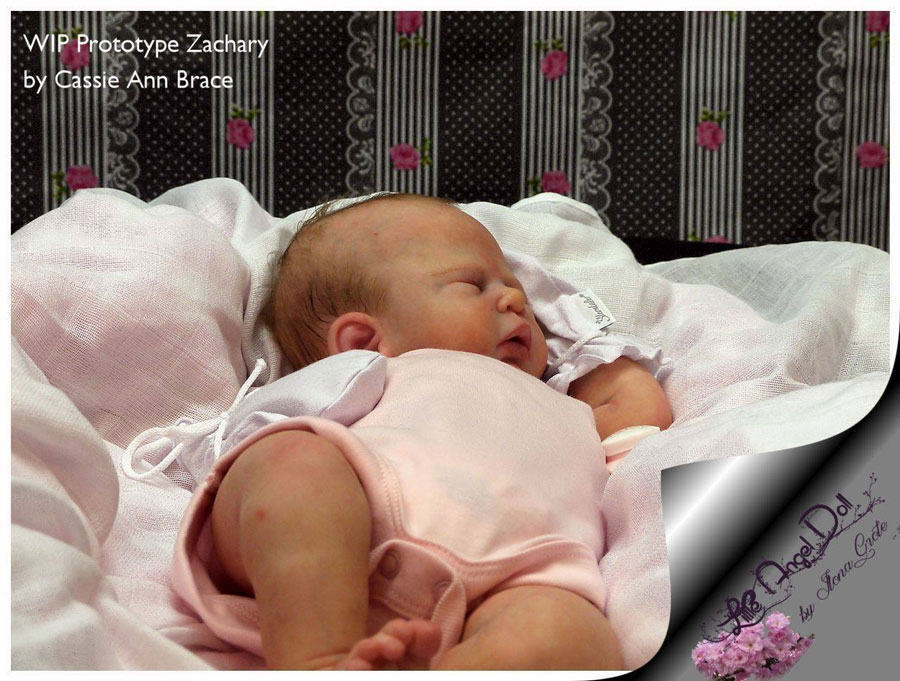 Zachary by Cassie Brace